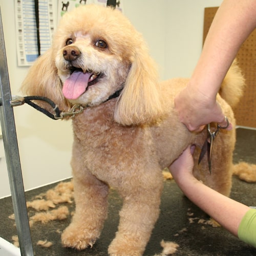 Mobile Pet Grooming